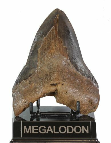 Bargain, Fossil Megalodon Tooth #89045